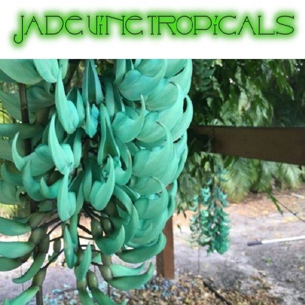 GREEN / BLUE Jade Vine Plant: (Strongylodon Macrobotrys) FREE shipping via usps priority