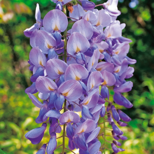 Chinesischer Blauregen, Wisteria sinensis »Prolific«, blau, winterhart