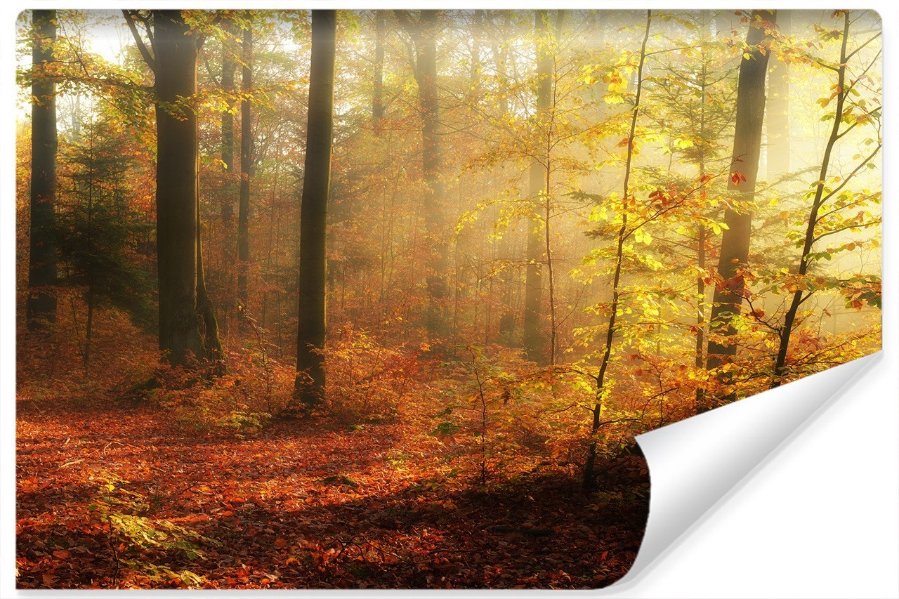 Fototapeta MGŁA W Jesienny Lesie Natura 3D 90x60cm