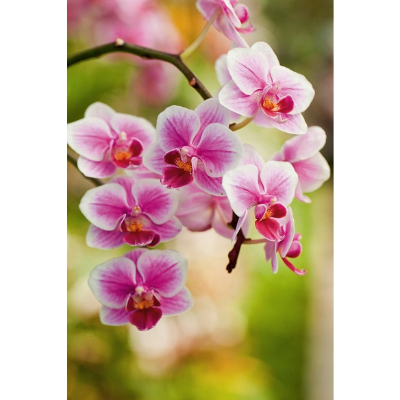 Pflanzerde, für Orchideen, torffrei