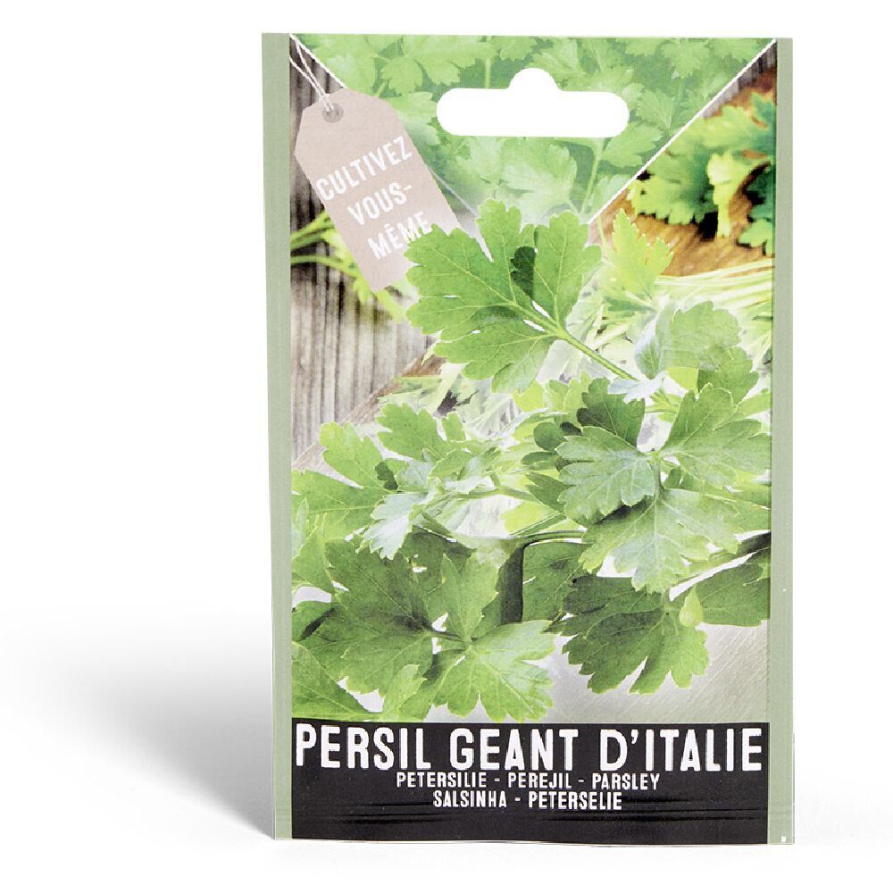 Semence persil géant d'Italie 1g