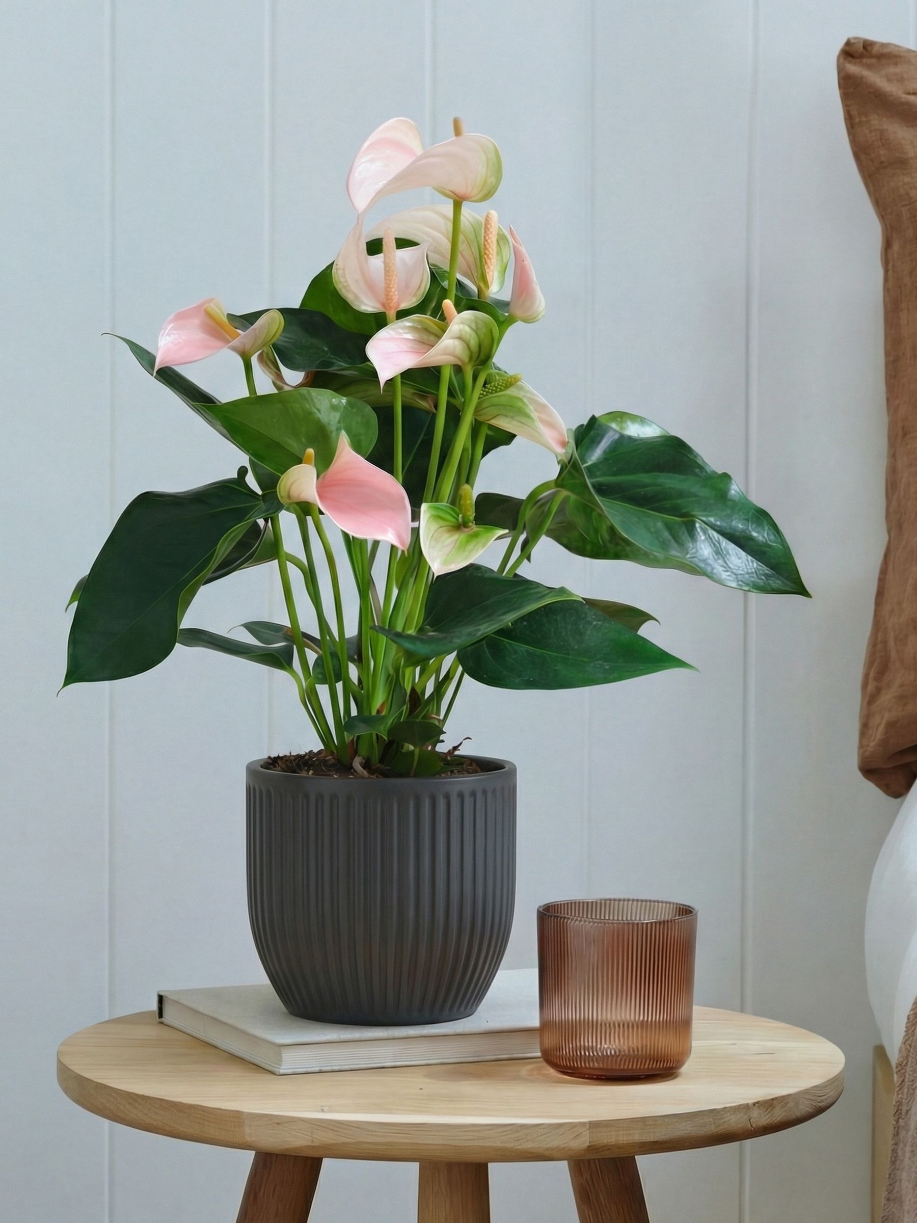 Beards & Daisies Grey Real Peach Anthurium Plant in Ribbed Pot