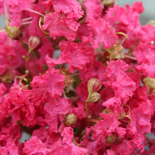 Arbres et plantes - LAGERSTROEMIAMargaux - Pot 7,5 L - 300cm - Rose - Extérieur