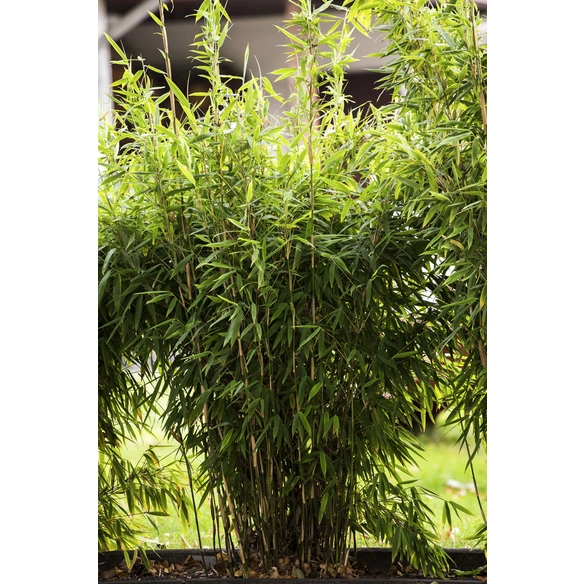 Gartenbambus murielae Fargesia »Jumbo«