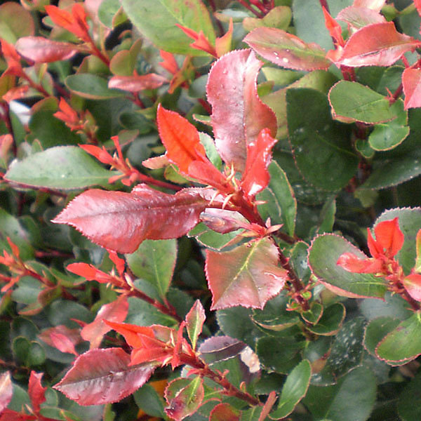 2 x Photinia fraseri 'Camilvy' - 40-60 cm pot