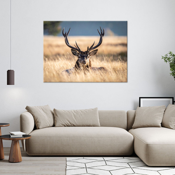 Obraz do salonu sypialni biura, Jeleń na łące krajobraz natura 30x20