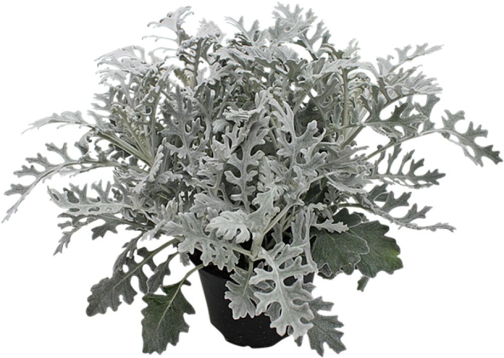 SØLVKRANS 'SILVERDUST' 12CM