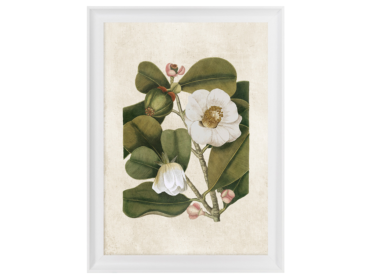 Obraz w ramie Botanical White Flower No. 1 58x68 cm