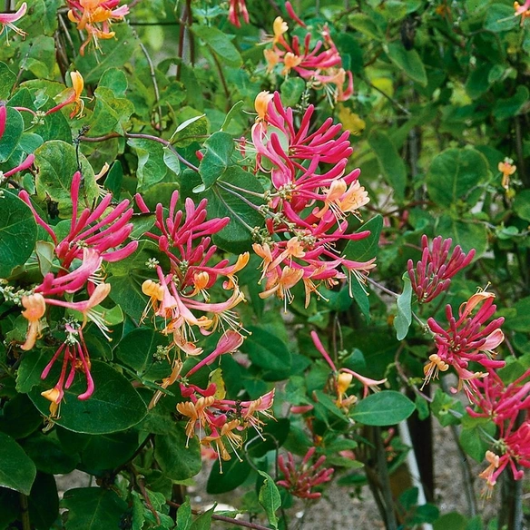 Geißblatt, Lonicera heckrottii »Goldflame«, Blätter: grün, Blüten: zweifarbig