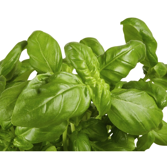 Basilikum, Ocimum basilicum, aktuelle Pflanzenhöhe ca.: 20 cm, im Topf