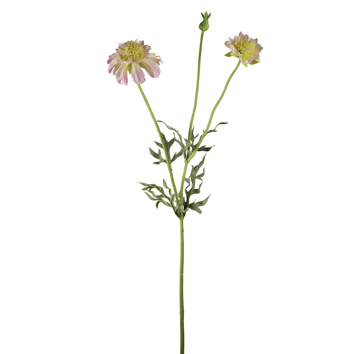 - Scabiosa floquée 2 fleurs et 1 bouton h50