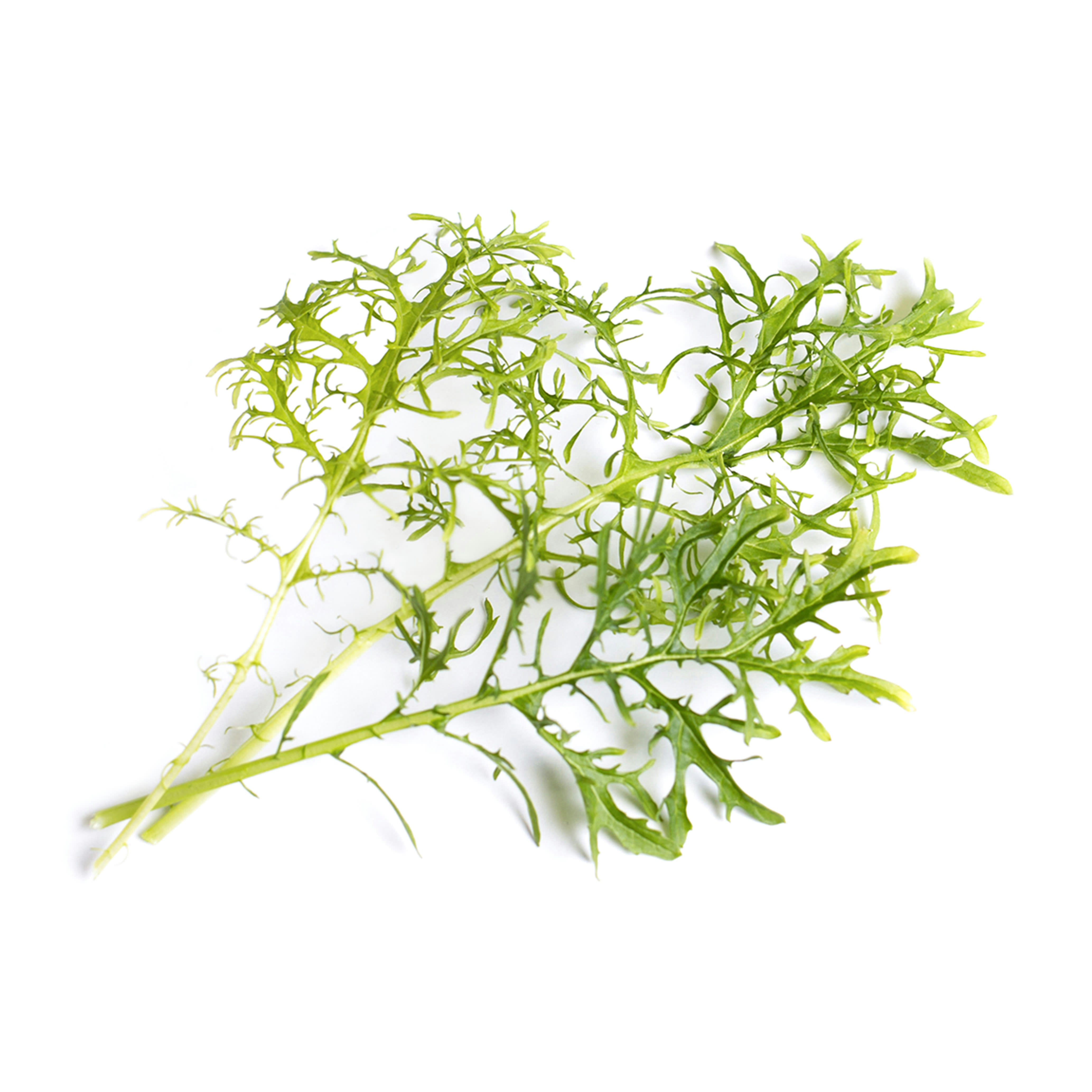 Lingot® - Lingot Moutarde Verte BIO - Recharge prête à l'emploi