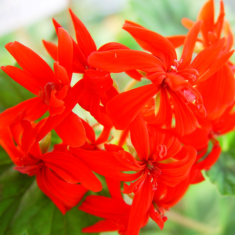 Stjärnpelargon 'Dragon's Breath'