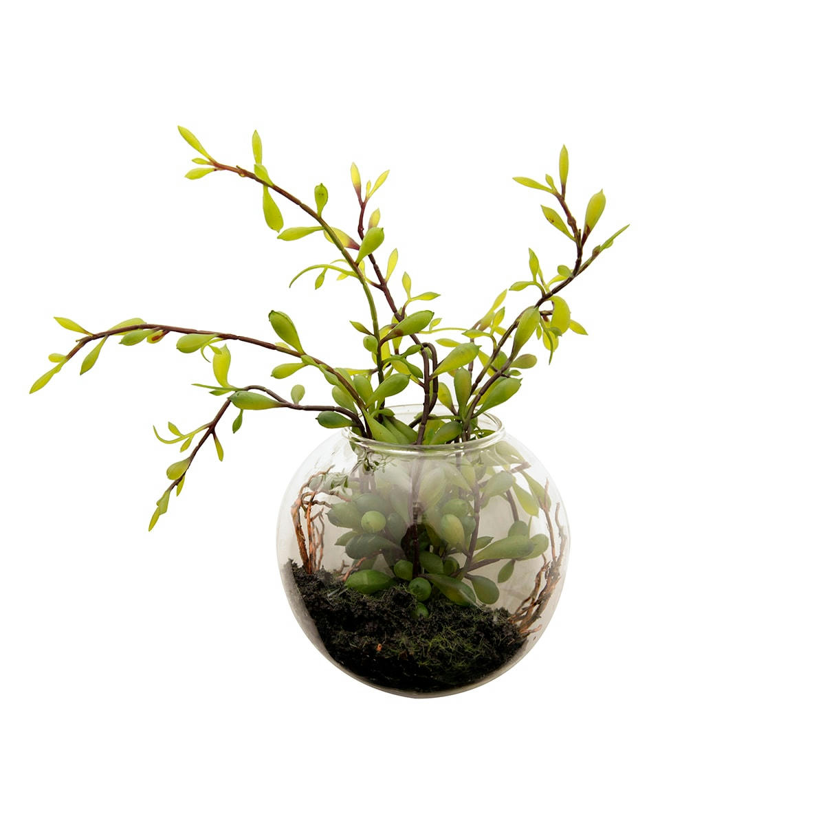 - Terrarium avec sedum