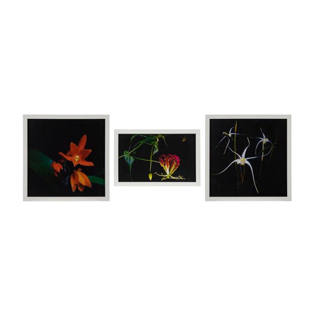 QUADROS DAVID HAIBARA - SÉRIE II