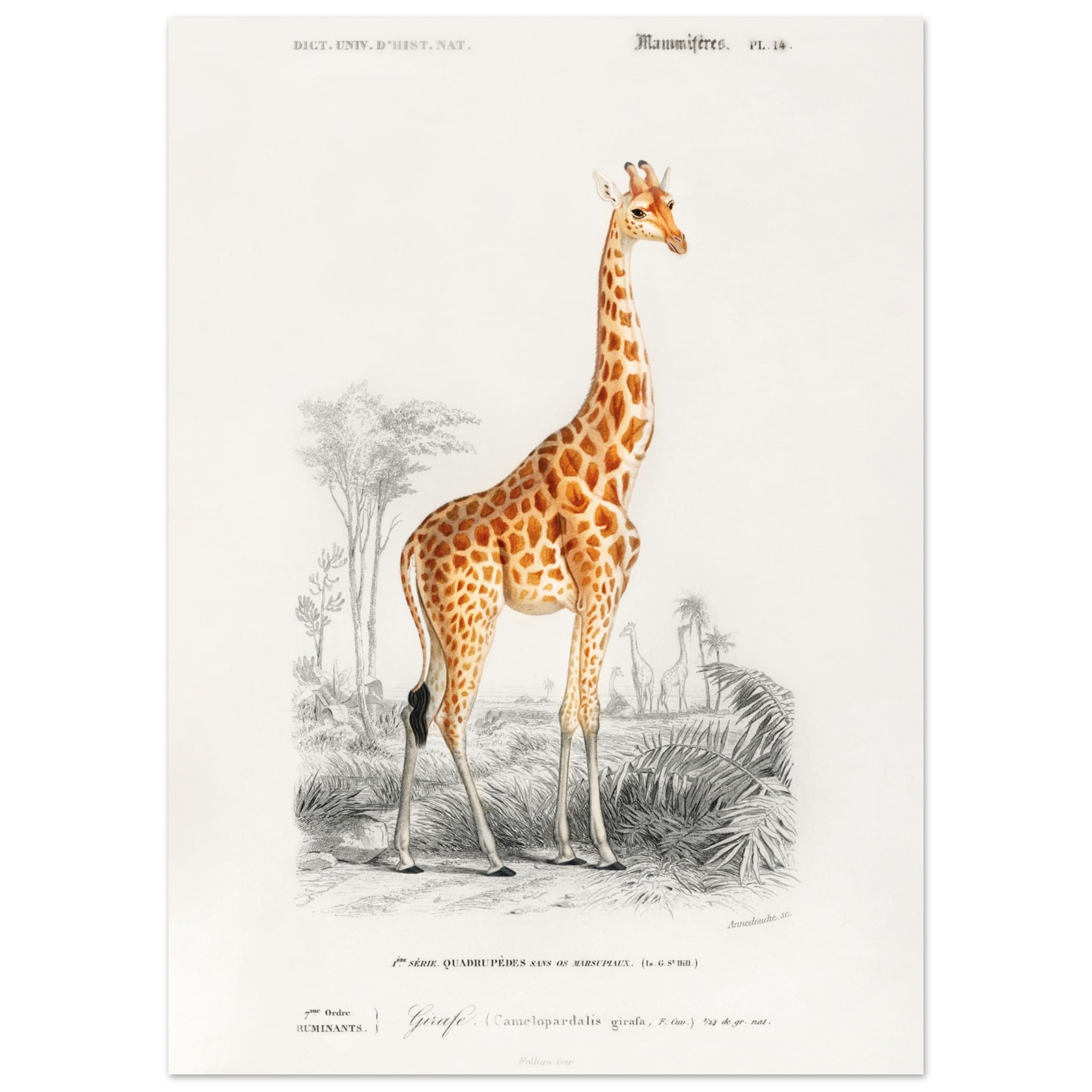 Artfulprints Poster Charles Dessalines d'Orbigny - Giraffe (giraffa camelopardalis)  - 50x70 cm - Oranje