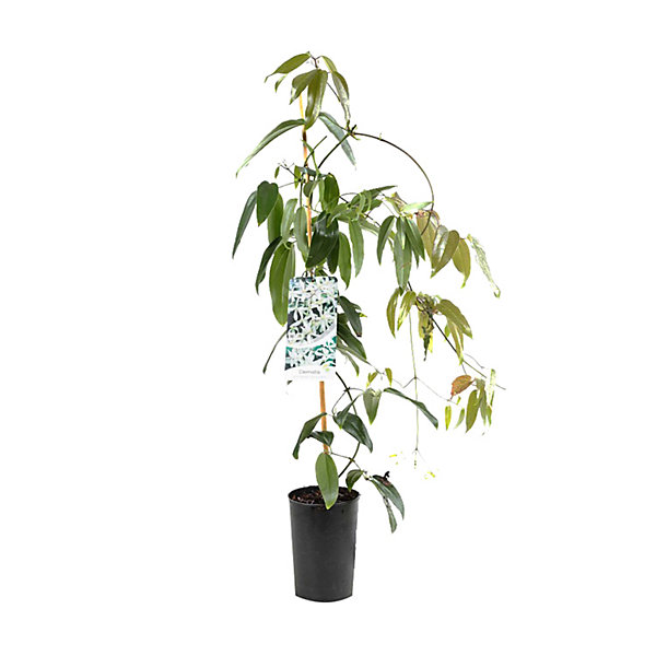 2 x Clématite 'Snow bells' - Clematis armandii 'Snow Bells'- 60-80 cm pot