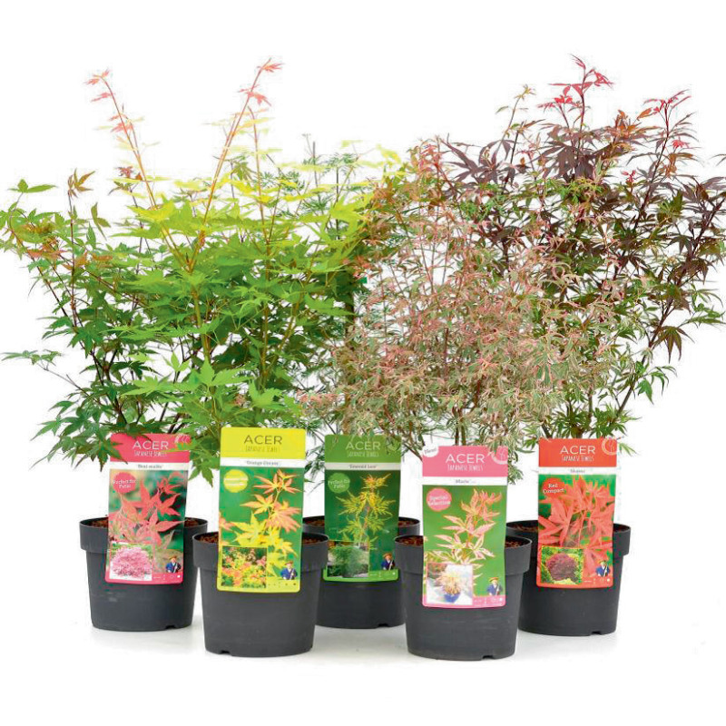 Acer palmatum en pot