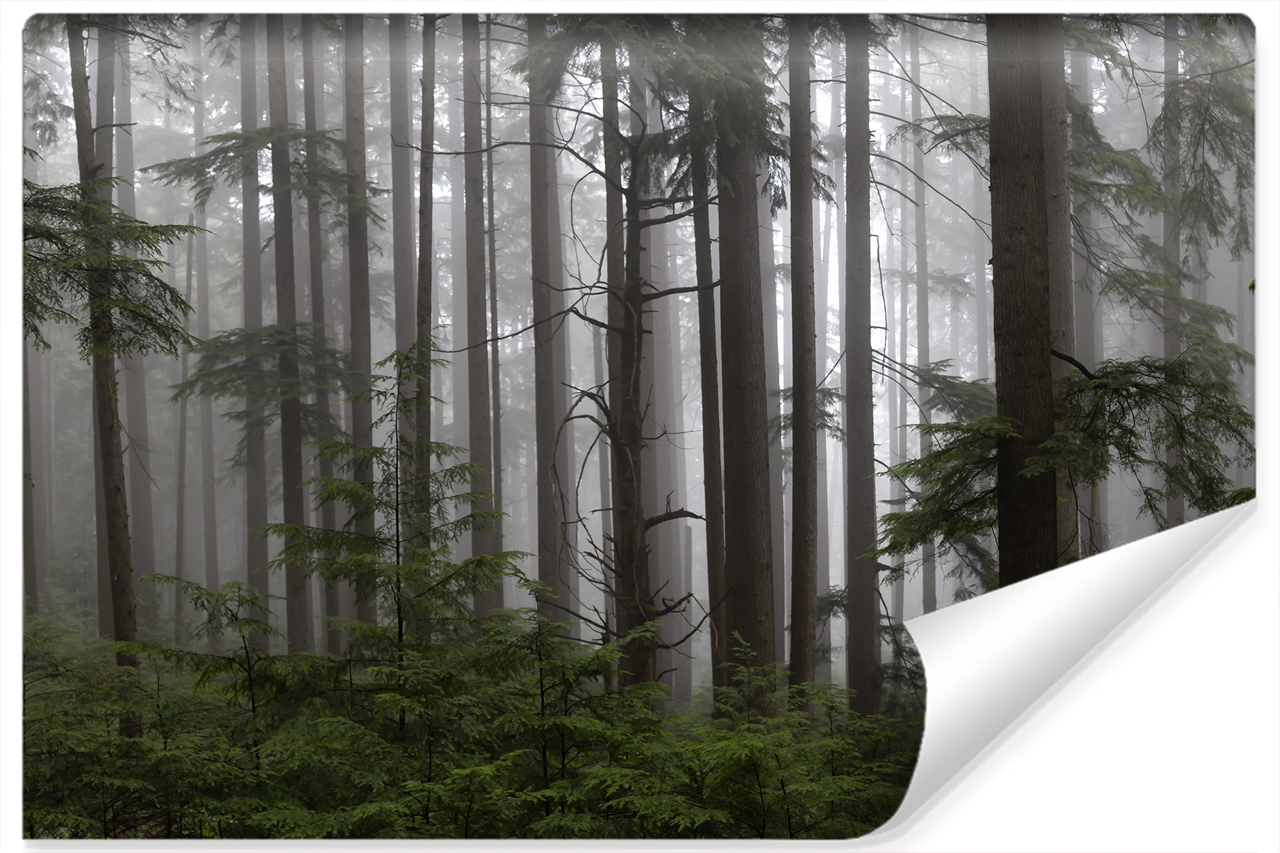 Fototapeta Do Salonu LAS We Mgle Natura 3D 90x60cm