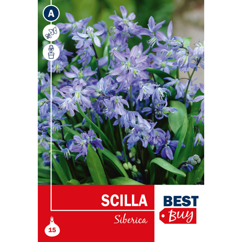 Bulbes de Scilla Siberica 15 pièces
