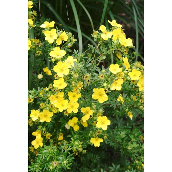 Fünffingerstrauch, Potentilla fruticosa »Dakota Sunspot«, Blätter: grün, Blüten: gelb