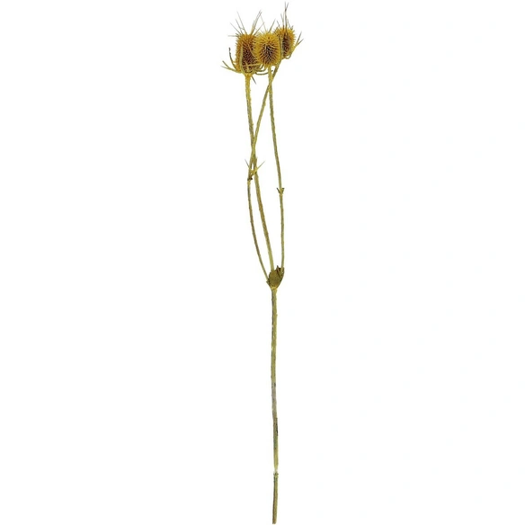 Trockenblumen »Distel«
