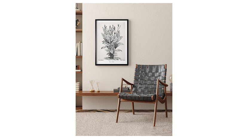 Obraz w ramie Canna Indica Plant 53x73 cm