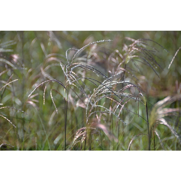 Chinaschilf 'Graziella' Miscanthus sinensis »Grazielle«