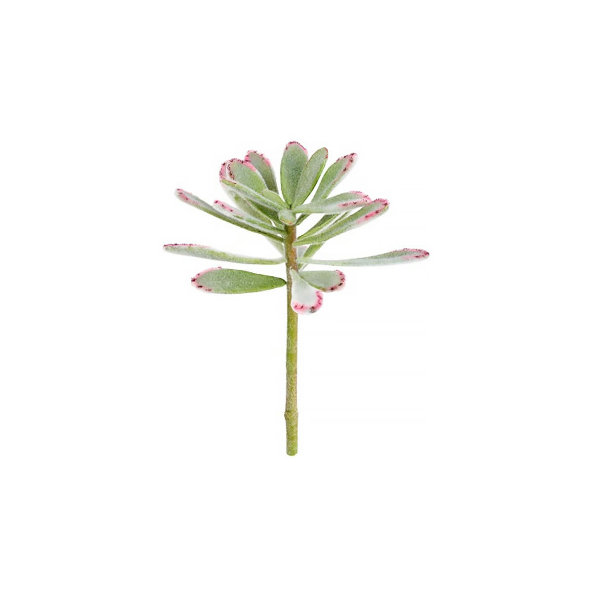 - Piquet de succulente panda artificielle verte h24