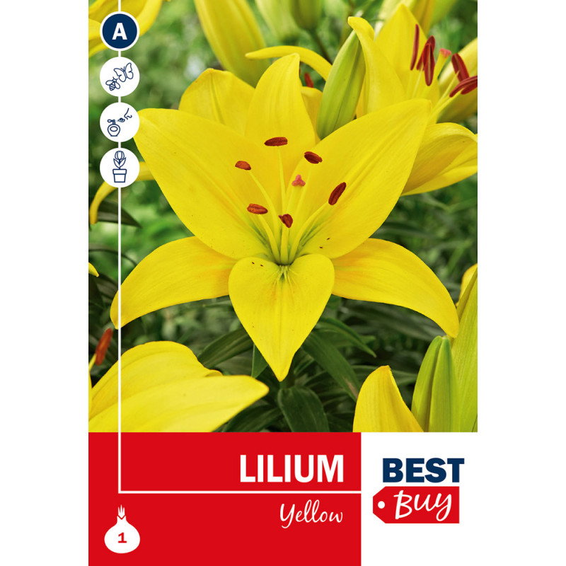 Bulbe de lys Yellow