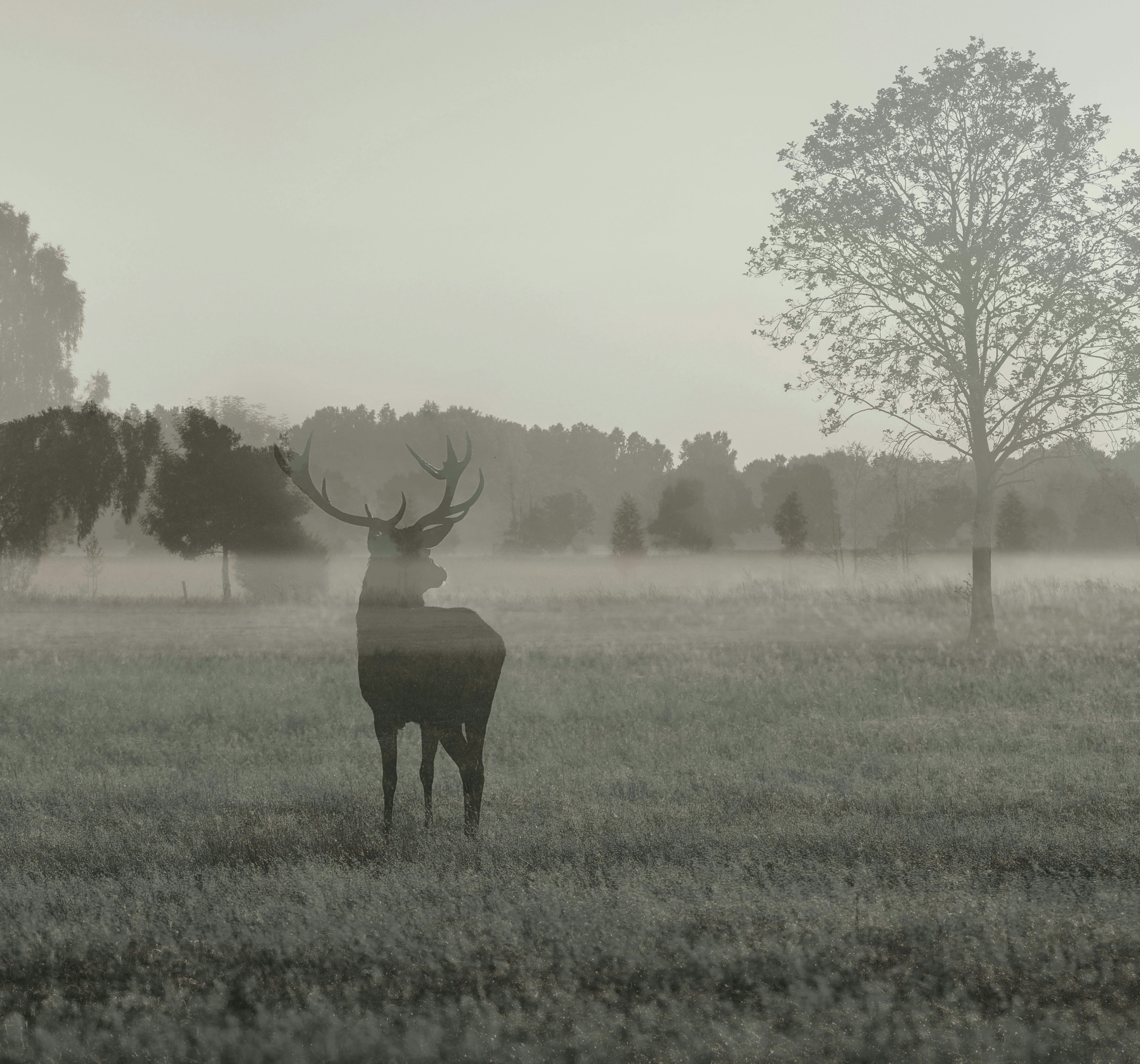 - fresque panoramique aurore sauvage multicolore 280x300cm