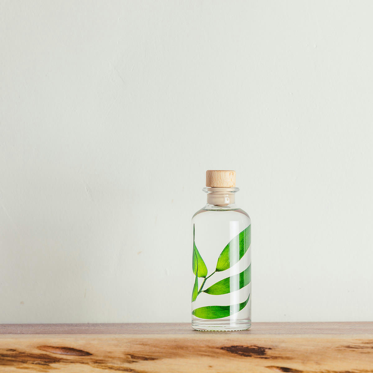 HERBARIUM DE THEOPHILE - Plante immergée Ruscus vert