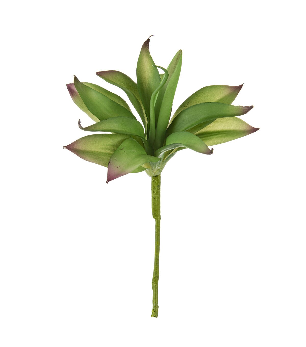 12 Aloe Vera Pick by Bloom Room