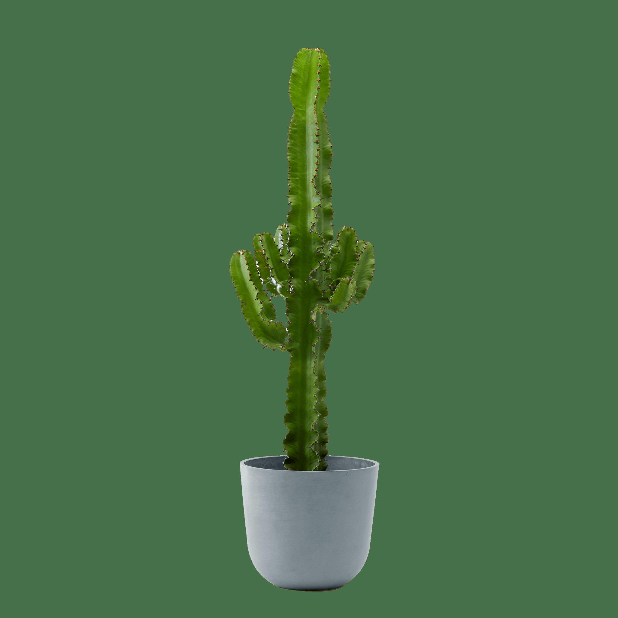 - Plante d'intérieur - Cactus de 80 cm en pot bleu gris