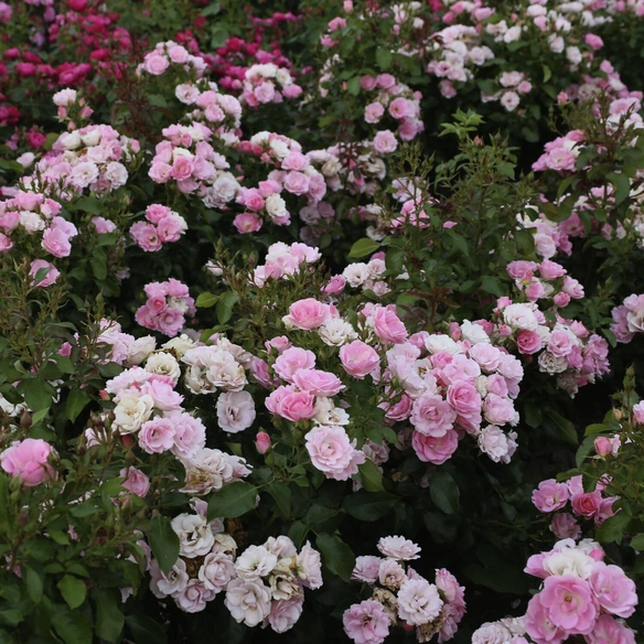 Beetrose, Rosa »Roselina®«, Blüte: zartrosa, leicht gefüllt