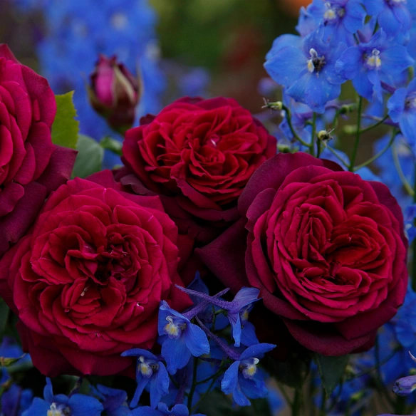 Edelrose, Rosa »Gräfin Diana®«, Blüte: rot, gefüllt