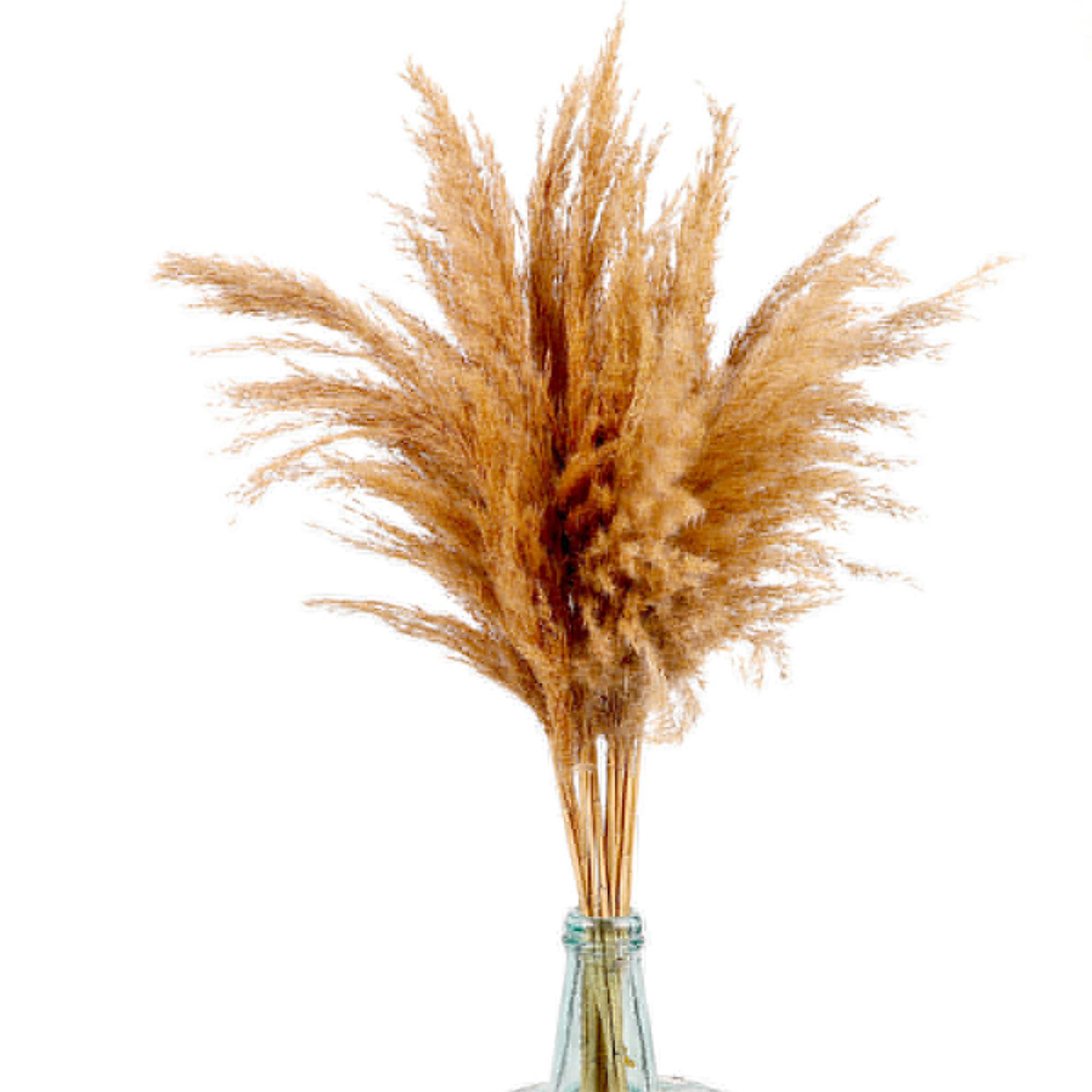 - Fleur séchée de pampa naturelle 10 Branches - 65 à 75cm