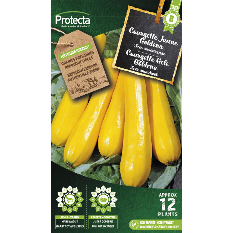 Semences de courgette Jaune Goldena PROTECTA