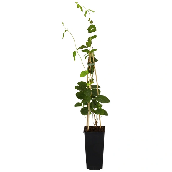 Geißblatt, Lonicera tellmaniana, Blätter: grün, Blüten: gelb