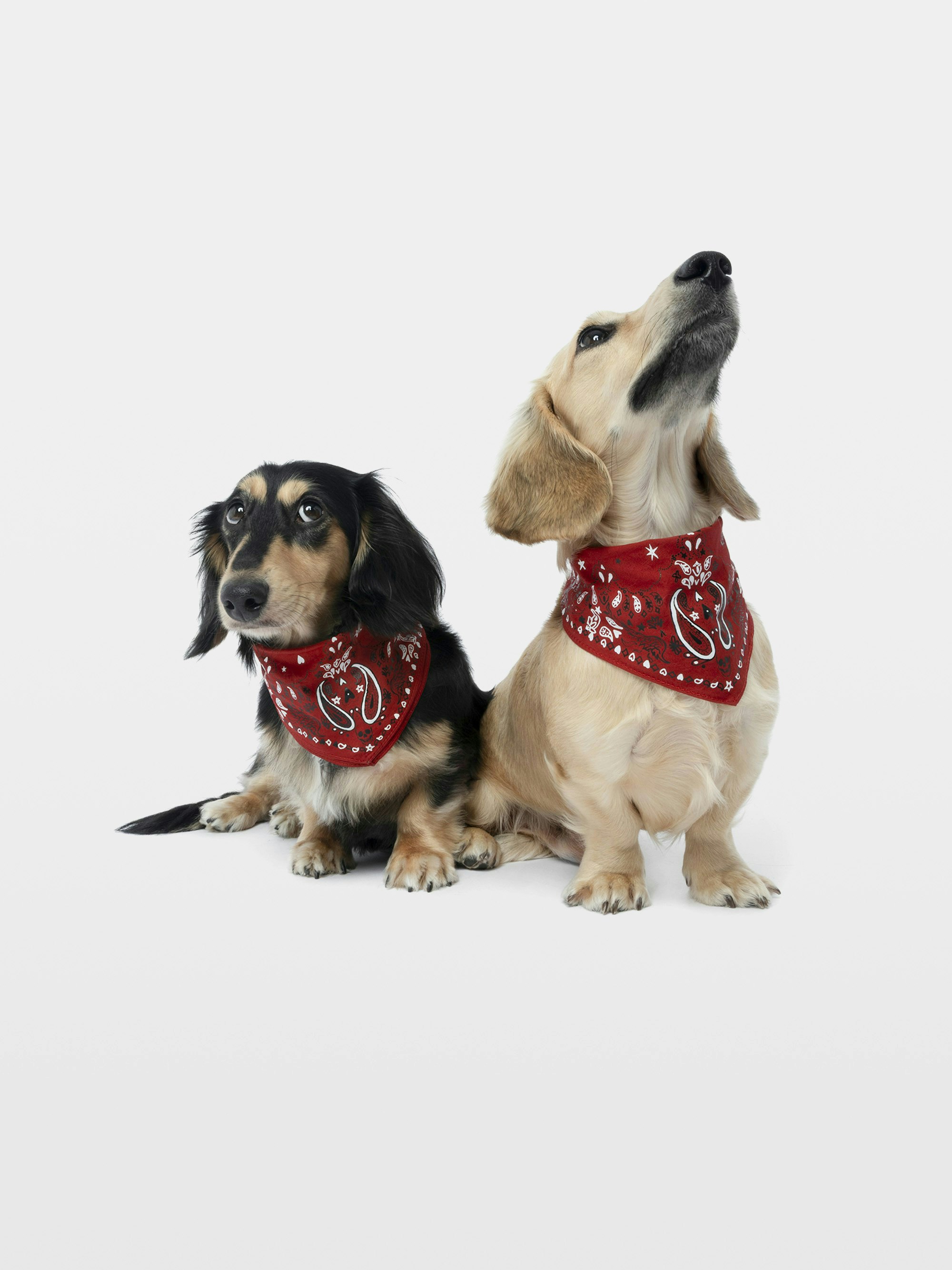 Bandana Zadog