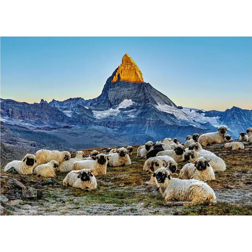 Puzzle 1000er-Set Meet the Sheep