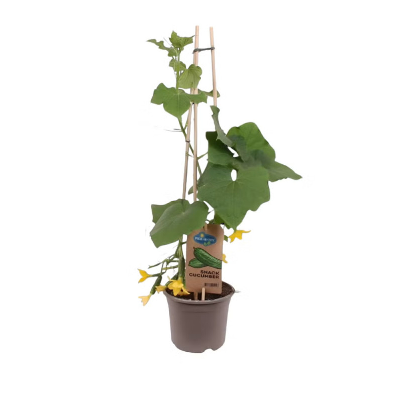 Plant de concombre Pick & Joy en pot