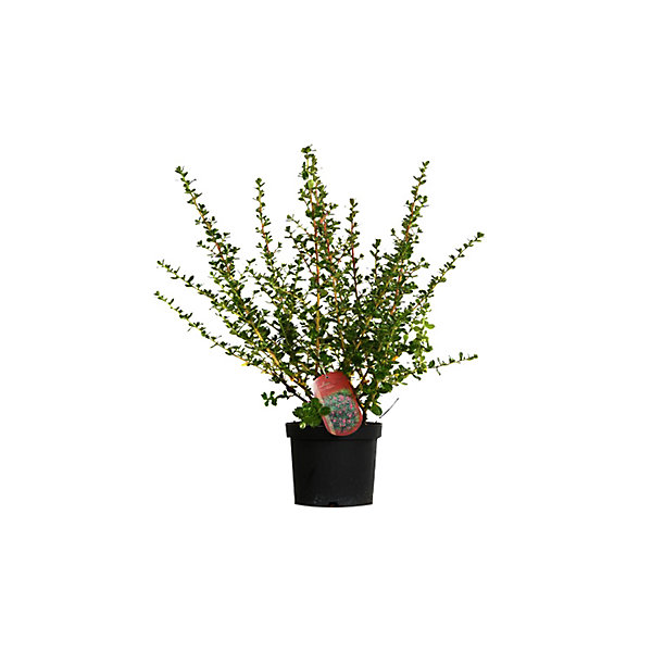 2 x Escallonia 'Donard Radiance' - 40-50 cm pot