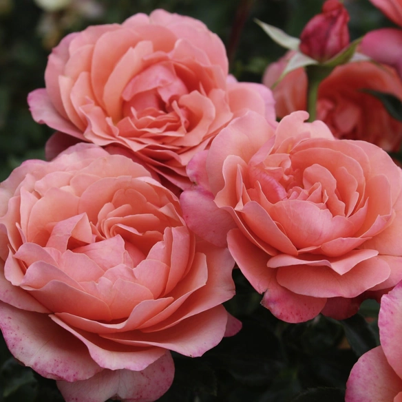 Beetrose, Rosa »‘Coral‘ Lions Rose®«, Blüte: apricot, gut gefüllt