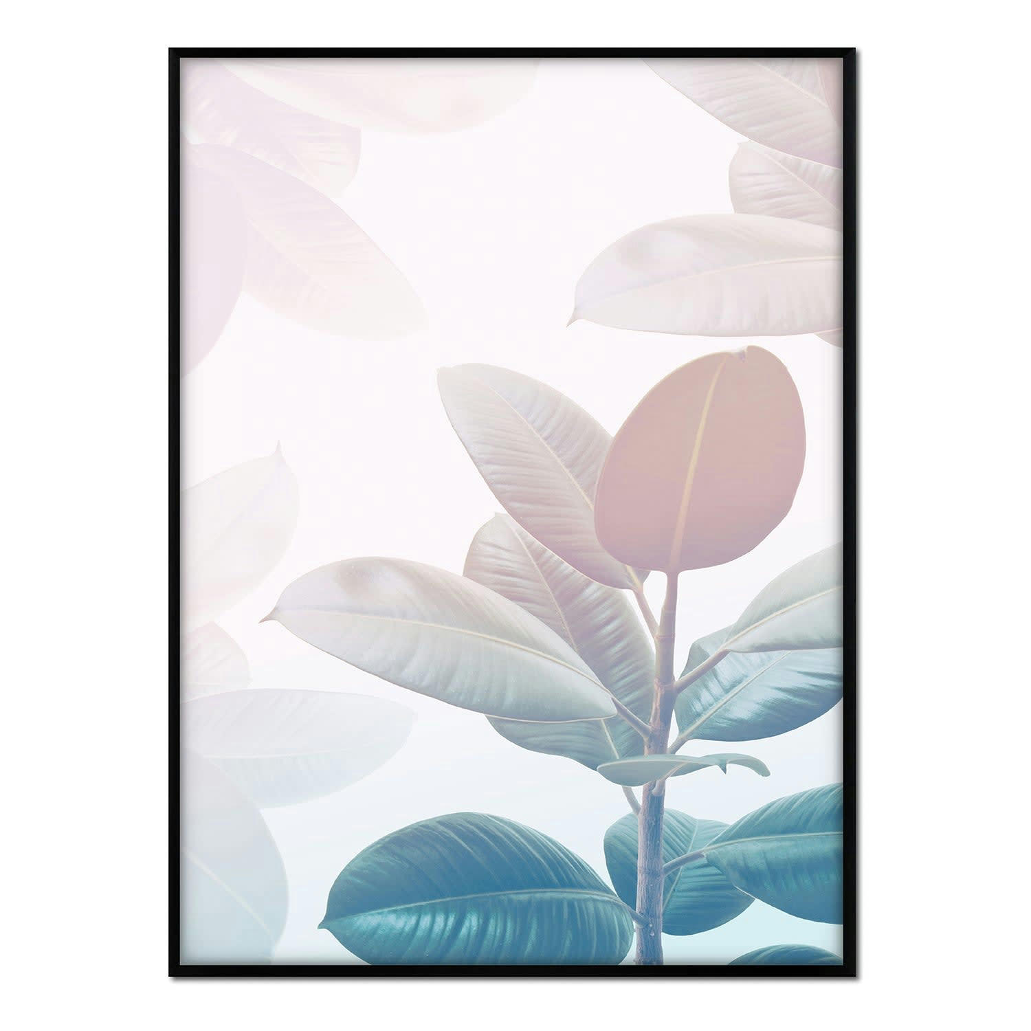 PLANTAS - Affiche avec cadre noir - Ficus ensoleillé - 30x40