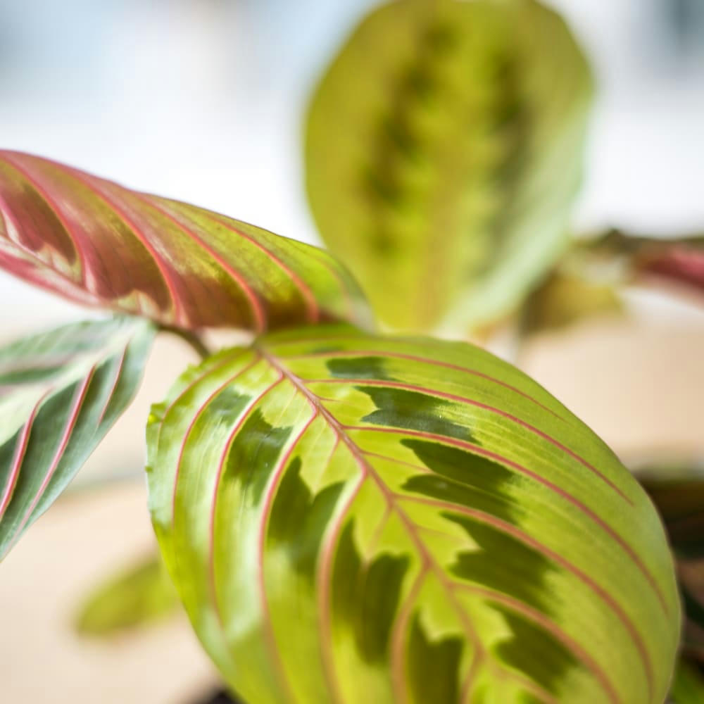 MARENTA - Plante prière sans cache-pot