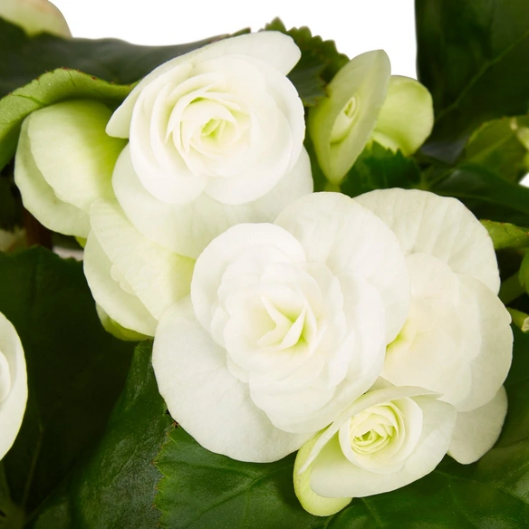 Begonie, Begonia Elatior-Hybriden, Blütenfarbe: weiß