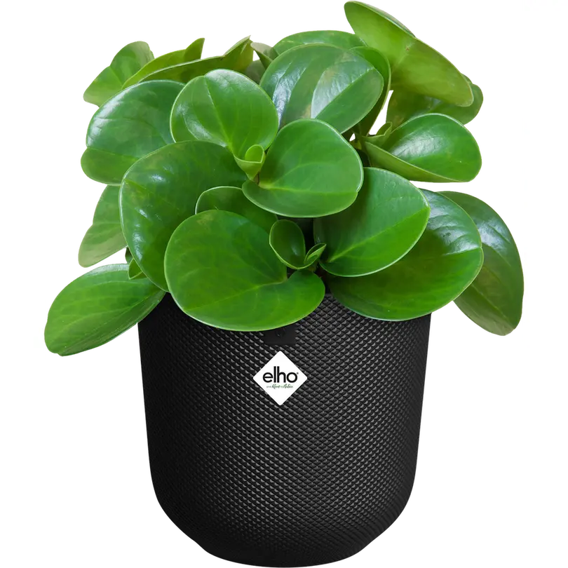 Blumentopf Jazz