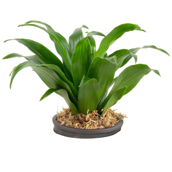 Drachenbaum, Dracaena »Janet Craig«, BxL: 5 x 15 cm