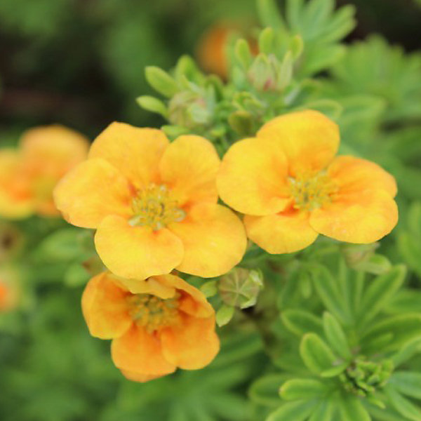 2 x Potentille arbustive - Potentilla fruticosa 'Mango Tango'- 25-30 cm pot